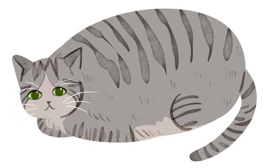 illustration of chubby cat © Mommidhi