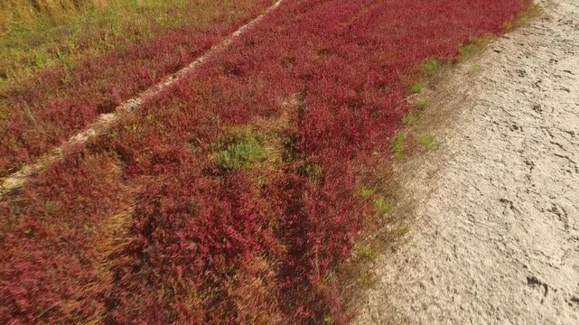 Tracking shot of red salt marsh vegetation along a lake on the Kinburn Spit, Ukraine, with sandy shoreline and unique coastal wetland landscape