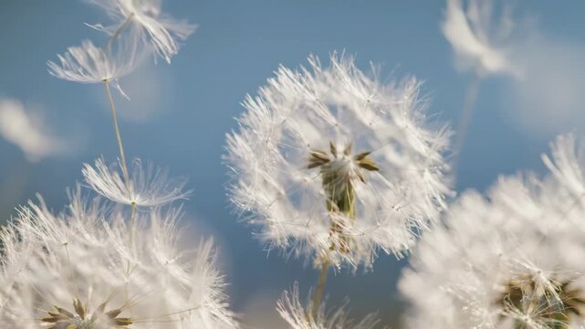 Macro closeup of delicate dandelion seed heads against a soft blue sky background