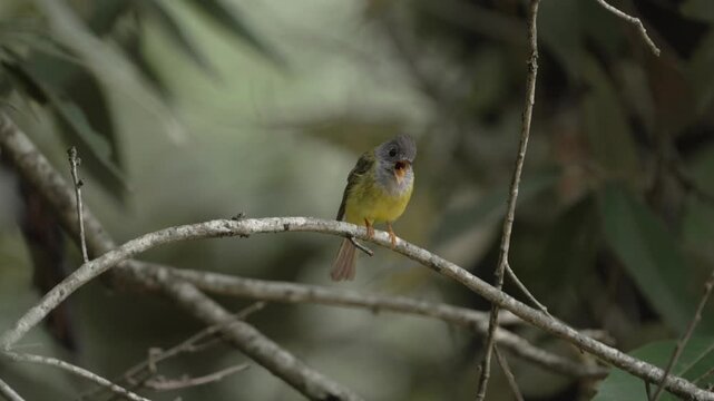 Small Grey-headed Canary-Flycatcher perched on a curved tree branch, looking around among dense foliage in a quiet natural forest habitat in Uttarkhand India