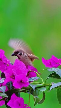 A cute house sparrow perched on vibrant pink bougainvillea flowers