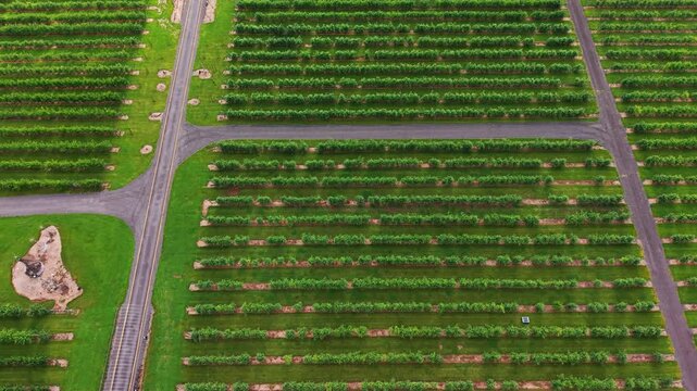 Aerial view of Rows of apple trees growing in a well-maintained orchard under a clear blue sky. Scenic agricultural landscape showcasing a productive apple farm during the growing season.