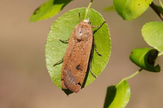 Large Yellow Underwing (Noctua pronuba). Tribe Noctuini. Subfamily Noctuinae. Family Noctuidae or Owlet moths. On a pear leaf. Dutch garden, July.