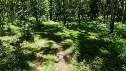 Fototapeta premium Lush green ground cover with wild ferns and sunlight filtering through forest canopy