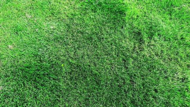 Lush green grass texture with varying shades and sparse yellow accents in sunlight
