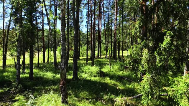 Green grass and tall pine trees filling the forest floor under a clear blue sky