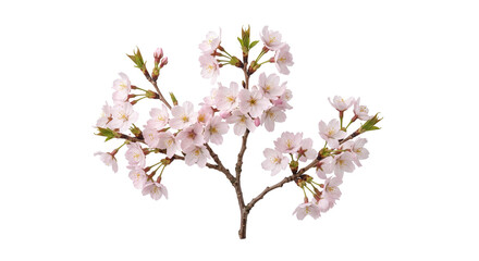 Naklejka premium pink cherry blossom isolated on transparent background