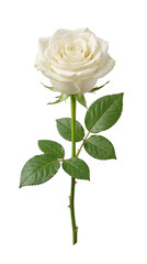 Naklejka premium single white rose transparent background