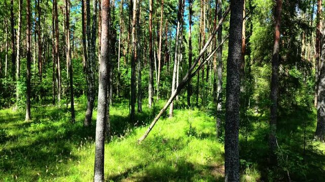Tall pine trees with vibrant green underbrush in a lush forest ecosystem under bright sunlight