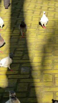 Group of domestic pigeons walking on yellow mossy brick path in sunlight