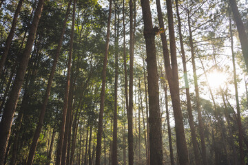 Fototapeta premium travel and people activity concept with hiking in tropical forest with pine tree on mountain