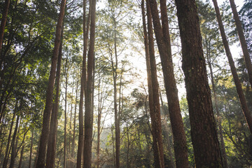 Fototapeta premium travel and people activity concept with hiking in tropical forest with pine tree on mountain