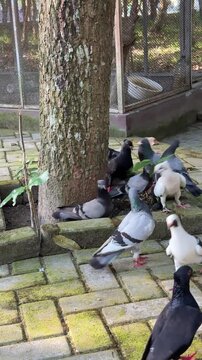 Group of diverse pigeons resting and walking on mossy stone pavement near a tree.