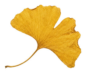 Vibrant golden ginkgo leaf with intricate venation, rich autumnal color isolated transparent background image © Neo