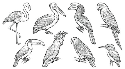 Vintage tropical bird illustrations, set of 8 exotic bird line art vectors, hand drawn flamingo and parrot sketches for coloring or design © Noman