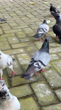 Group of pigeons walking on urban brick pavement