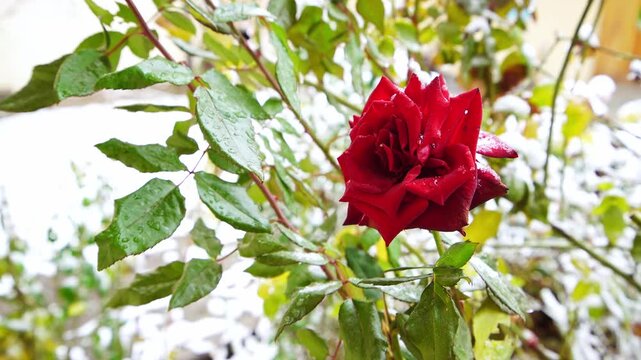 A bush of a red rose plant with a beautiful bright flower on which white snow fell and partially melted. There are transparent water droplets on the green leaves, background is blurred, winter time