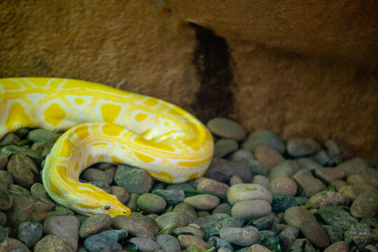 Albino Burmese python snake crawling on river stones in vivarium enclosure