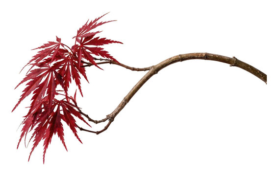 Vibrant red Japanese maple branch with textured deeply lobed leaves, gracefully isolated transparent background image