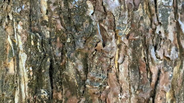 tree bark texture