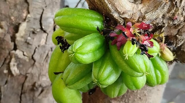 Fresh bilimbi (Averrhoa bilimbi) hanging from tree trunks lowers high blood pressure, controls blood sugar levels, soothes coughs, and boosts immunity