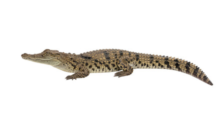 Naklejka premium A juvenile crocodile with textured skin and a long, scaled tail isolated on white