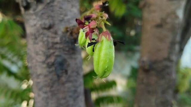 Fresh bilimbi (Averrhoa bilimbi) hanging from tree trunks lowers high blood pressure, controls blood sugar levels, soothes coughs, and boosts immunity