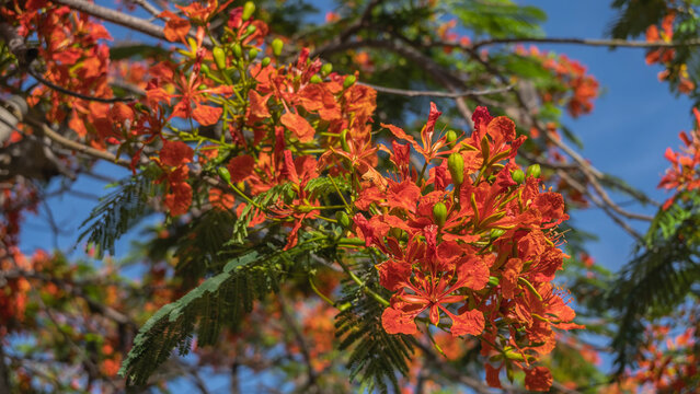 A beautiful flowering tropical tree Delonix regia royal poinciana. Bright red inflorescences on a branch against a blue sky background. Close-up. Cuba.
 
 
