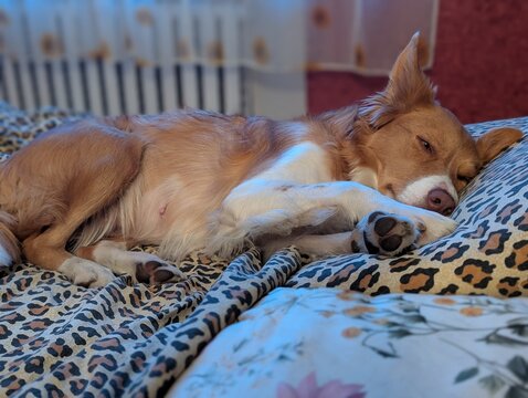 dog lying on the floor