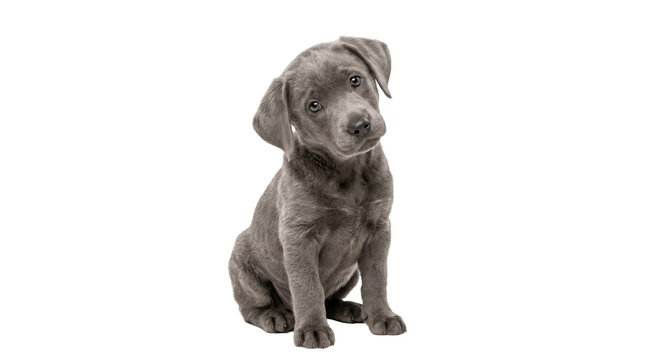 Adorable grey puppy with curious head tilt sitting on a white background