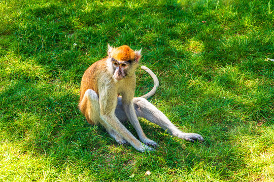 Patas monkey sitting on grass in sunlight