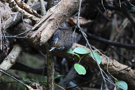  Cachar wedge-billed babbler or chevron-breasted babbler (Stachyris roberti) is a species of bird in the Old World babbler family (Timaliidae). This photo was taken in Mishmi Hills in Arunachal Prades