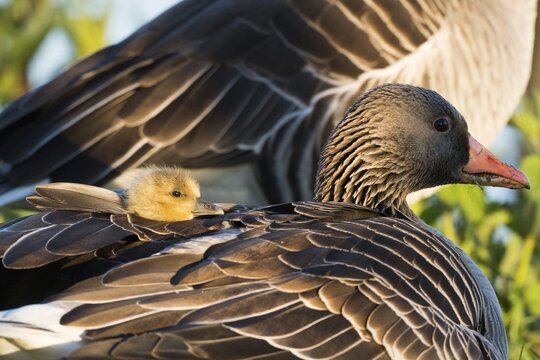 Mother goose, grey goose (Anser anser), with chicks on her back, Hesse, Germany