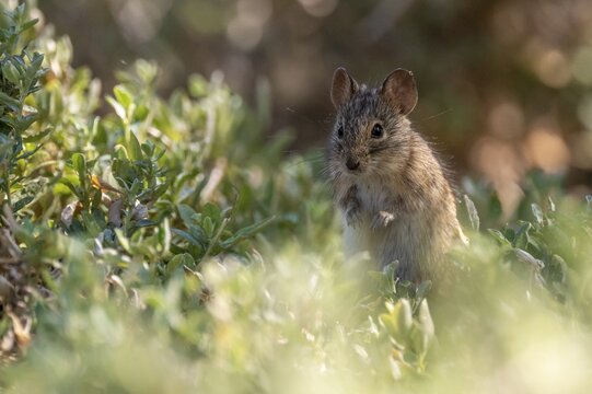 Four-striped grass mouse or four-striped grass rat (Rhabdomys pumilio), South Africa