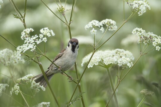 Tree sparrow (Passer montanus) adult bird on a Cow parsley plant stem, England, United Kingdom
