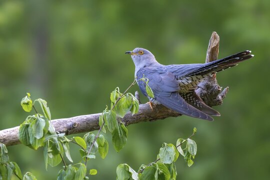 Cuckoo (Cuculus canorus), male, perched on a branch, Littlewood Ranch, Limbach, Burgenland, Austria