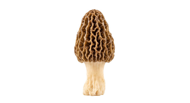 Single morel mushroom with distinctive honeycomb cap and pale stem