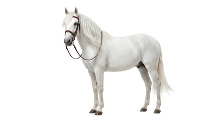 Majestic white horse with flowing mane and bridle standing elegantly © Sapphire