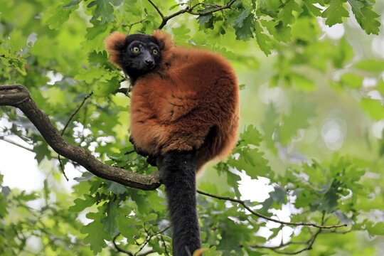 Red ruffed lemur (Varecia rubra), adult, on a tree, alert, Madagascar