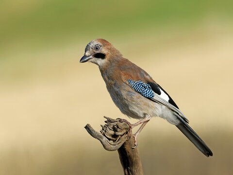 A jay (Garrulus glandarius) perched on a root, Solms, Hesse, Germany