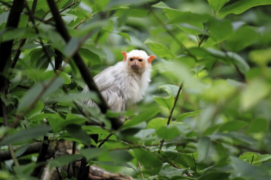 Silver marmoset (Mico argentatus, syn.: Callithrix argentata), silver marmoset, adult, perched on a tree, alert, South America