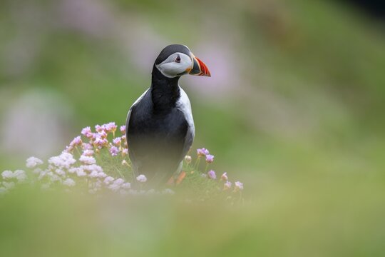 Puffin (Fratercula arctica), Sumburgh Head, Mainland, Shetland Islands, Scotland, Great Britain