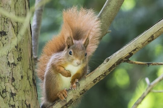 A curious squirrel (Sciurus vulgaris) with a bushy tail sitting on a branch, Hesse, Germany