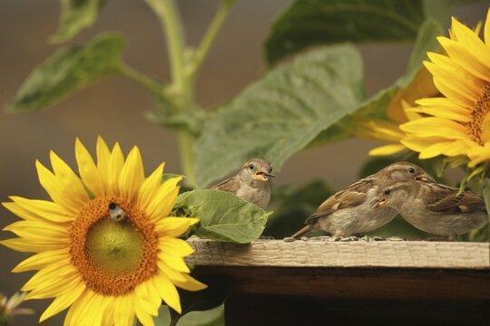 House Sparrow (Passer domesticus) &ndash; fledglings at the bird feeder in the garden amongst flowering sunflowers (Helianthus annuus), Allg&auml;u, Bavaria, Germany