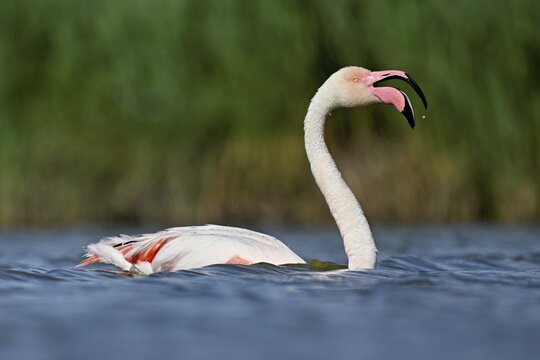 A greater flamingo (Phoenicopterus roseus) swimming in a pond, Camargue Regional Nature Park, southern France