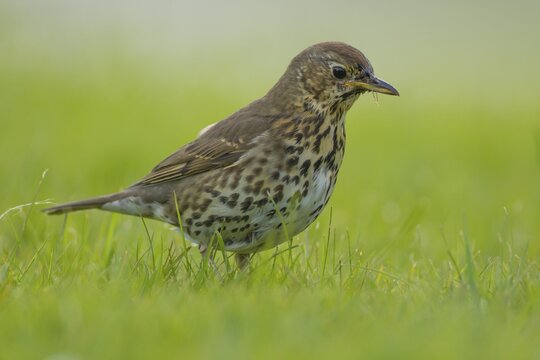 Song thrush (Turdus philomelos) adult bird on a garden grass lawn, Suffolk, England, United Kingdom