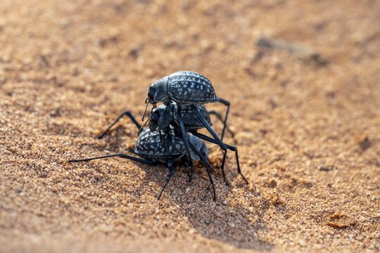 Three fog beetles (Onymacris unguicularis), mating, Toktokkie beetle, in the sand, Namib Desert, Namib Naukluft Park, Namibia