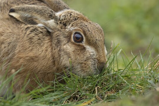 European brown hare (Lepus europaeus) adult animal feeding in a grass field, England, United Kingdom