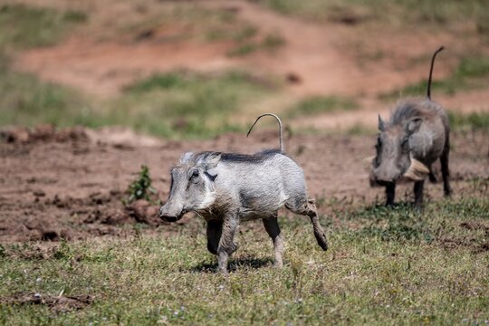 Warthogs (Phacochoerus africanus), Addo-Elefant National Park, Eastern Cape, South Africa