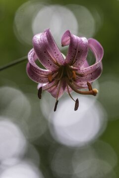 Martagon lily (Lilium martagon), Emsland, Lower Saxony, Germany